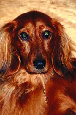 dog03.jpg