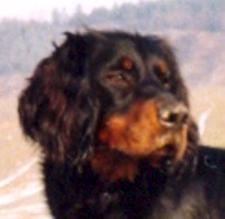 gordon setr.jpg