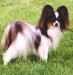 papillon.jpg