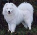 samojed.jpg